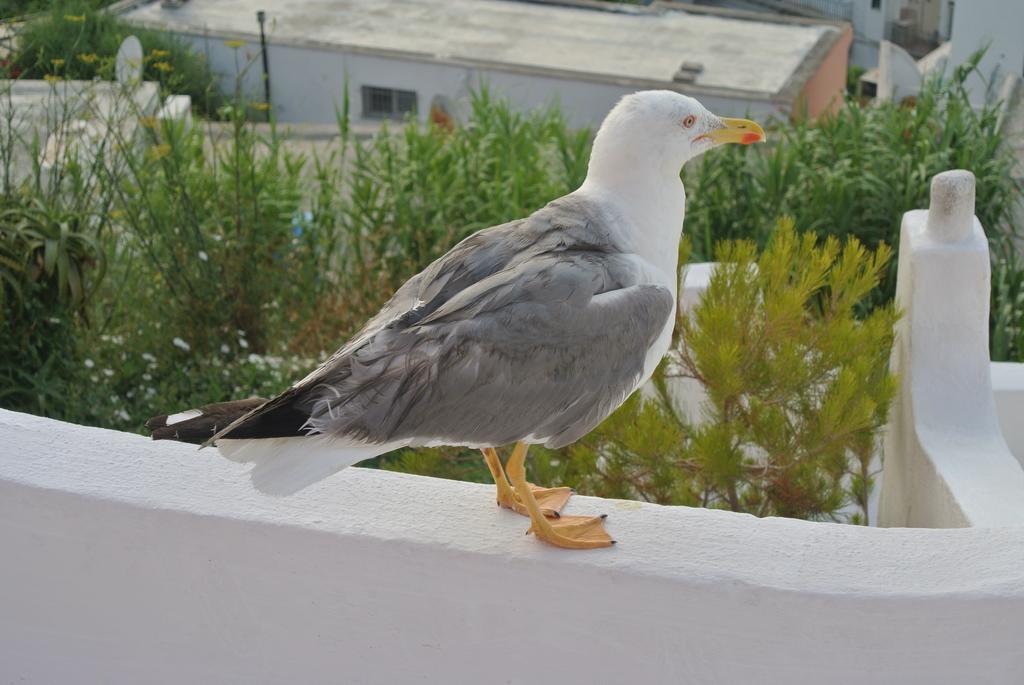 Bed and breakfast Casa Carmela Ponza